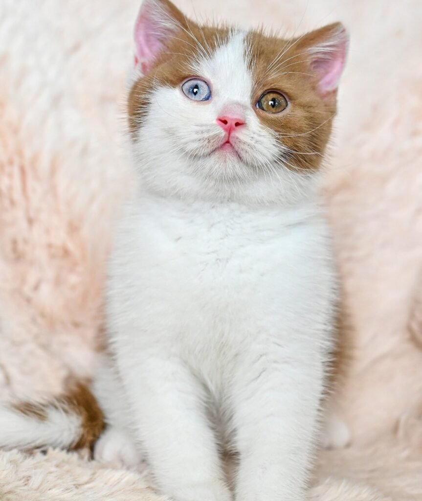 Baby dutch 🐣Female,odd eyes 🤩⏰ - 30 Apr 25