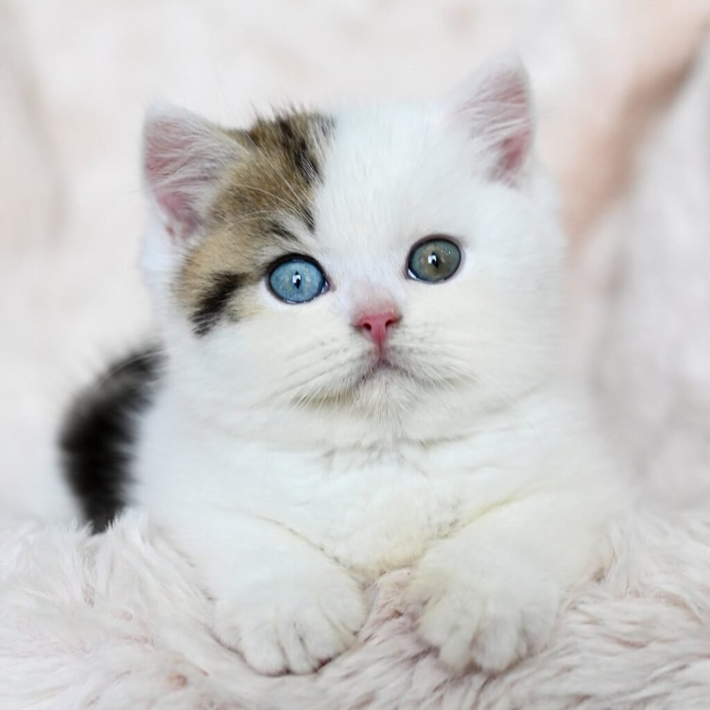 -Lion King & Tiger Woods-Baby Dutch 🖤 Katerina Male 🐣⏰ - 26 April 25 (1)