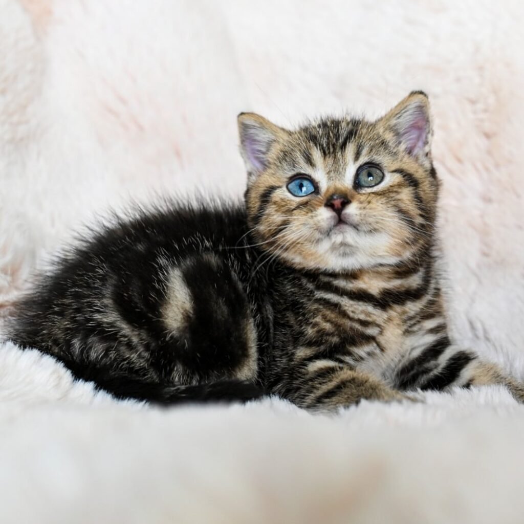 -Lion King & Tiger Woods-Baby Dutch 🖤 Katerina Male 🐣⏰ - 26 April 25 (2)